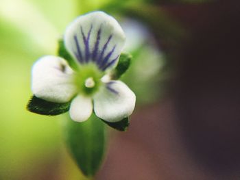 Close-up of flower against blurred background