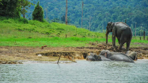 Elephants in river by field