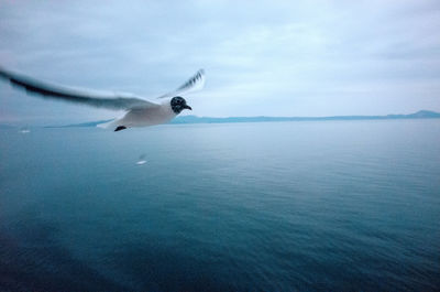 Close-up of seagull flying over sea against sky