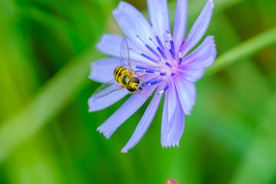 Close-up of bee pollinating on purple flower