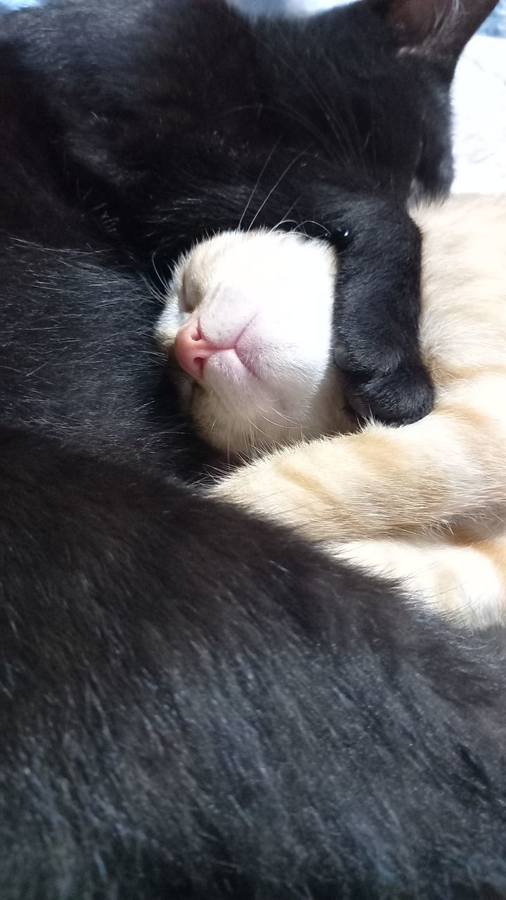 CLOSE-UP OF A CAT RESTING ON A FLOOR