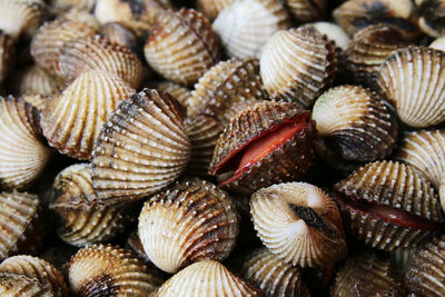 Full frame shot of seashells