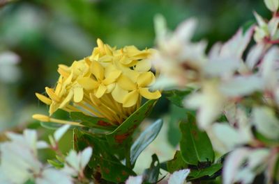 Close-up of yellow flower blooming