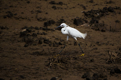 White bird perching on a sand