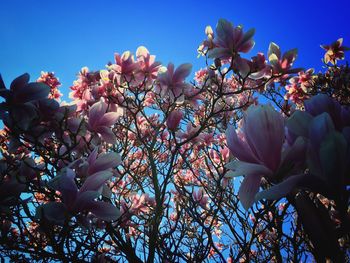 Low angle view of pink cherry blossoms in spring