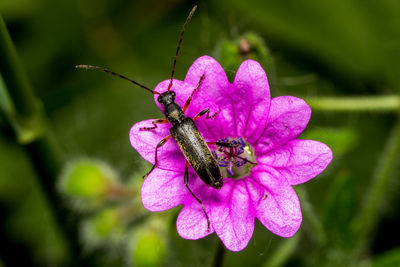 Close-up of insect on purple flower