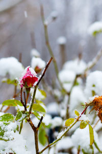 Close-up of frozen plant during winter