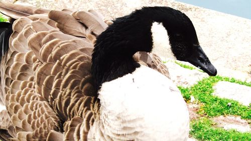 Close-up of black swan