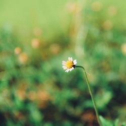 Close-up of yellow flower blooming
