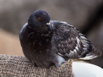 Close-up of pigeon perching