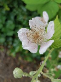 Close-up of white flowering plant