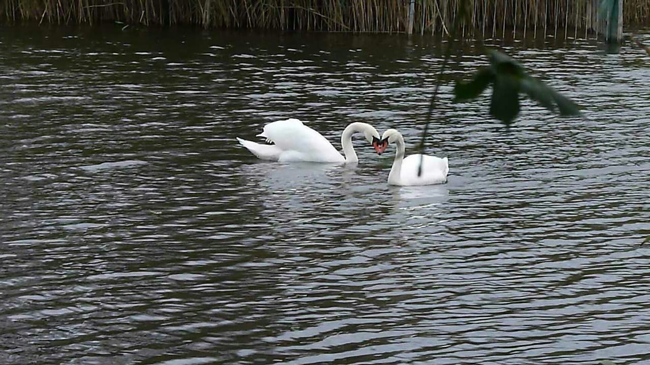 bird, animal themes, water, animals in the wild, wildlife, swan, waterfront, swimming, lake, rippled, white color, nature, water bird, reflection, floating on water, outdoors, day, no people, two animals, one animal