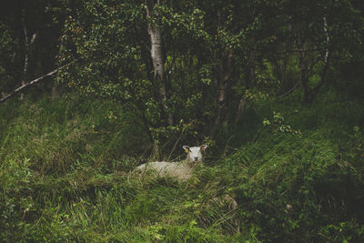 Cat on tree in forest