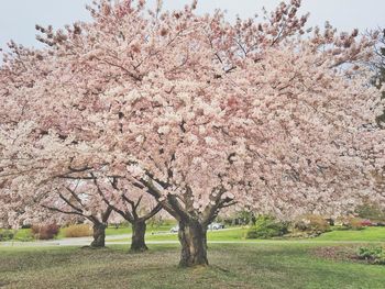 Close-up of cherry blossoms in spring