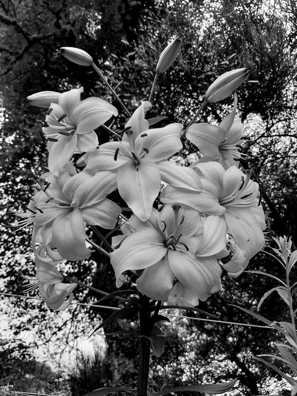 LOW ANGLE VIEW OF WHITE FLOWERING PLANT