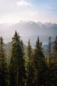 Trees in forest against snowcapped mountain and sky