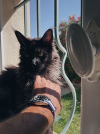 Close-up of hand holding cat at home