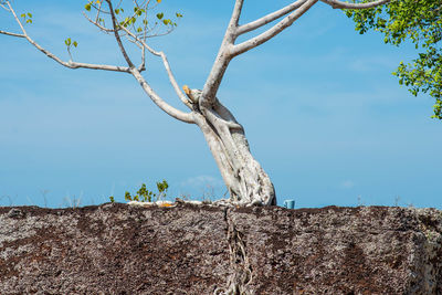 Low angle view of bare tree against clear sky