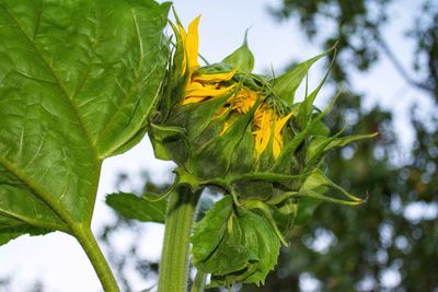 Low angle view of flower tree against sky