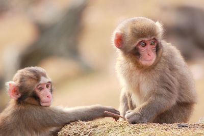 Close-up of monkeys