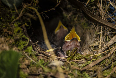 View of bird in nest