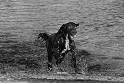 Dog on beach