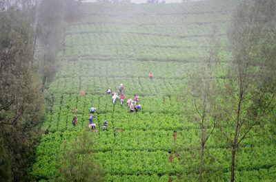 Scenic view of grassy field