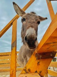 Portrait of an animal pen