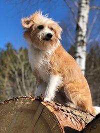 Close-up of dog outdoors