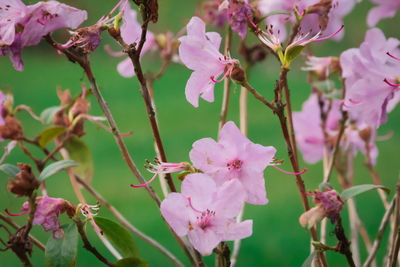 Close-up of pink flowers