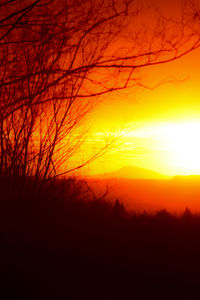 Silhouette of bare tree at sunset