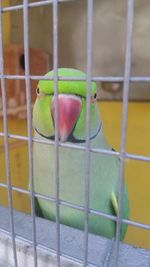 Close-up of parrot in cage