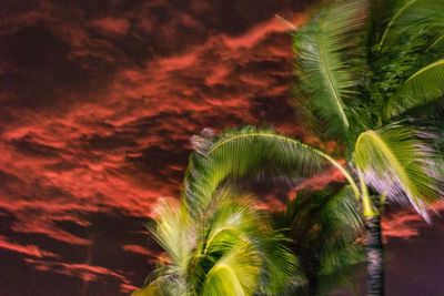 Close-up of plants