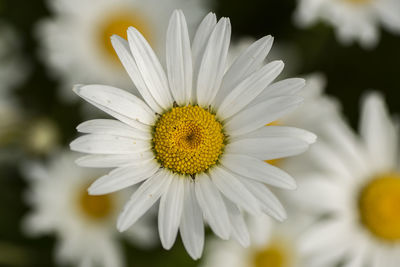 Close-up of white daisy flower