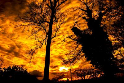 Silhouette of trees at sunset