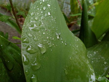 Close-up of wet plant