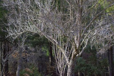 View of trees in forest