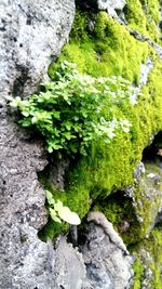 Close-up of moss growing on rock