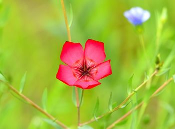 Close-up of red flowering plant