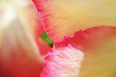 Close-up of pink flower