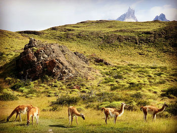 Herds of guanacos torres del paine 