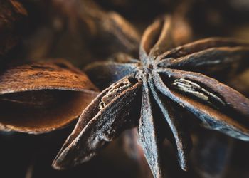 Close-up of dry leaf