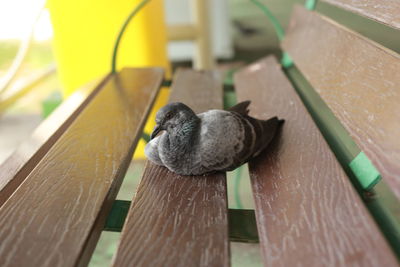 Close-up of bird perching on wooden railing