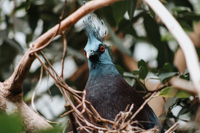 Close-up of bird perching on branch