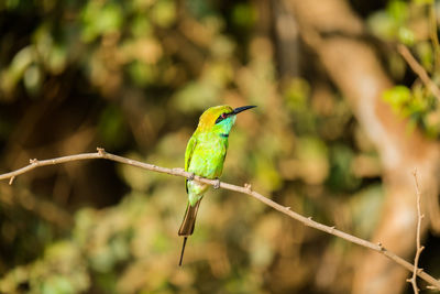 Close-up of bird perching on branch