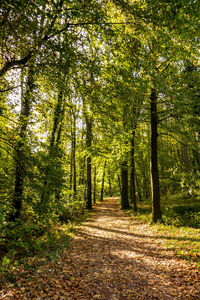 Footpath amidst trees in forest