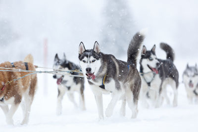 Sledge dogging, werfenweng, austria