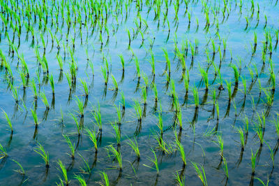 Full frame shot of plants in lake