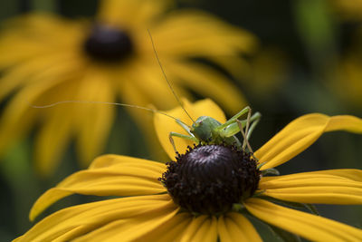 Close-up of honey bee pollinating on yellow flower