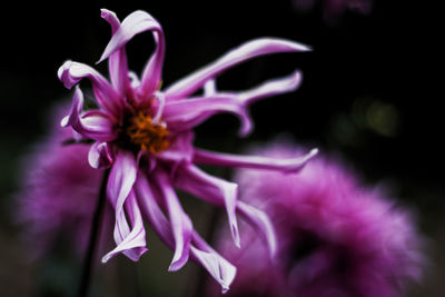 Close-up of pink flower against black background